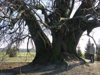 Szőkedencs